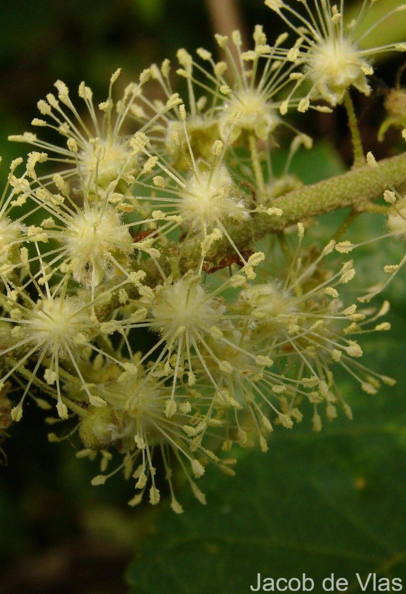 Croton caudatus Geiseler